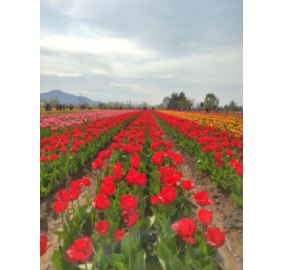 Kashmir Tulips